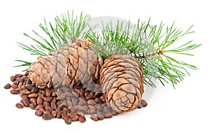 Cedar cones with branch