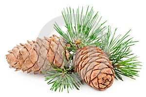 Cedar cones with branch