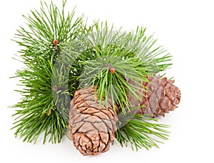 Cedar cones with branch