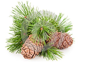 Cedar cones with branch