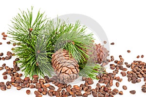 Cedar cones with branch