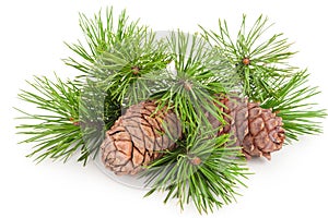 Cedar cones with branch