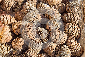 Cedar cones are brown in color with a beautiful pattern of petals, arranged in bulk. Nuts, healthy foods
