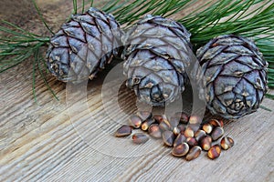 Cedar cones, cedar branch and cedar nut on an old wooden backgro