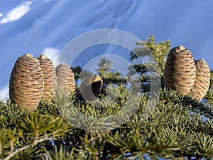 cedar cones and details in nature