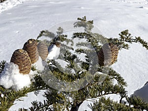 cedar cones and details in nature