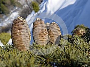 cedar cones and details in nature