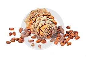 Cedar cones with cedar nuts isolated