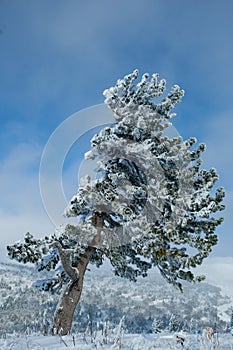 Cedar covered with snow in winter