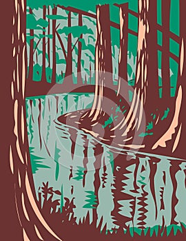 Cedar Creek at the Congaree National Park in Central South Carolina United States of America WPA Poster Art photo