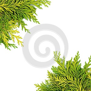 Cedar Cypress Evergreen Fir Background Border