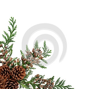 Cedar Cypress Fir and Pine Cone Border