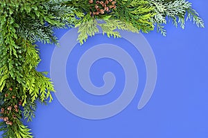 Cedar Cypress and Juniper Fir Background Border