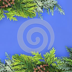 Cedar Cypress and Juniper Fir Winter Greenery Border