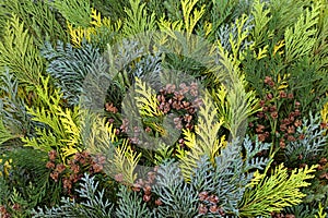 Cedar Cypress and Juniper Leaf Background