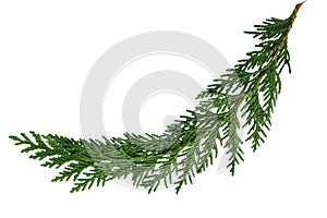 Cedar Cypress Leaf