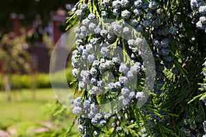 Cedar Cypress Leyland With Blue Pine Cones