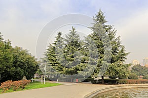 Cedar in the famous xian museum in winter, adobe rgb