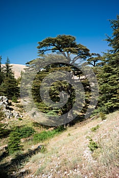 Cedar Forest of Bcharri