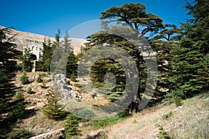 Cedar Forest of Bcharri