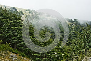 Cedar forest in Lebanon