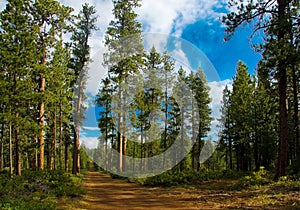 Cedar forest in Oregon
