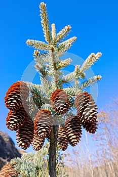 Cedar fruits