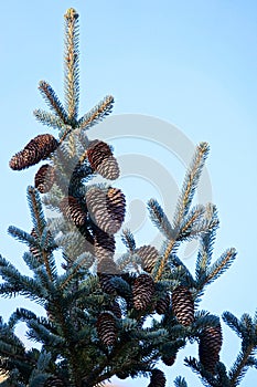 Cedar fruits