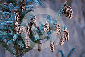 Cedar fruits photo
