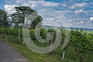 Cedar and grapevines