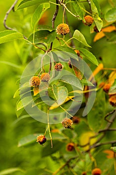 Cedar-hawthorn rust fungus on a shadbush shrub in Connecticut photo