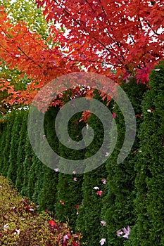 Cedar Hedge and Maple trees