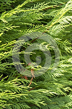Cedar hedge texture. Beautiful green branches of thuja