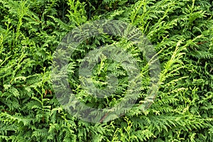 Cedar hedge texture. Beautiful green branches of thuja