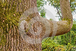 A cedar from the Himalayas called cedrus deodara