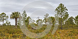 Cedar Key State Scrub Reserve, Florida