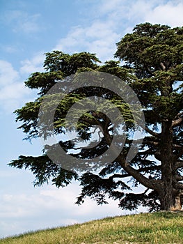 Cedar of lebanon