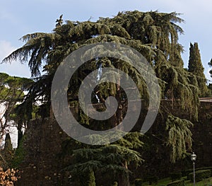 Cedar of Lebanon against blue sky