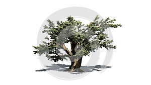 Cedar of Lebanon tree