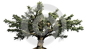 Cedar of Lebanon tree