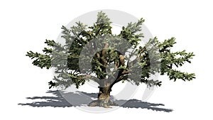 Cedar of Lebanon tree