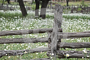 Cedar log fence and a field of white wildflowers