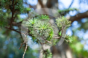 The cedar needle branchlet