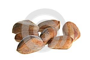 Cedar nut