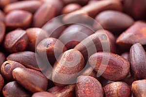 Cedar nut