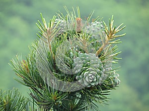 Cedar nut, pine cone green. Pine nut, pine lump, cedar wood.