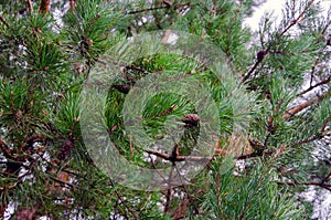 Cedar nut, pine cone green. Pine nut, pine lump, cedar wood. Cedar branch