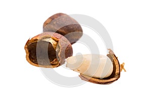 Cedar nut on white macro