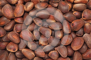 Cedar nuts. Background