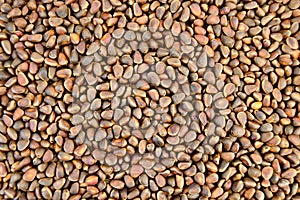 Cedar nuts in shell texture